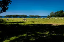 Ett fält med boskap. Bild Foto: Håkan Kogg Röjder.