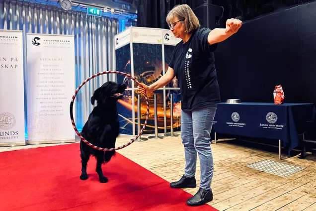 Hund hoppar genom rockring. Foto.