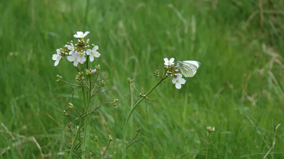Gräs med vita blommor och en vit fjäril. Foto.