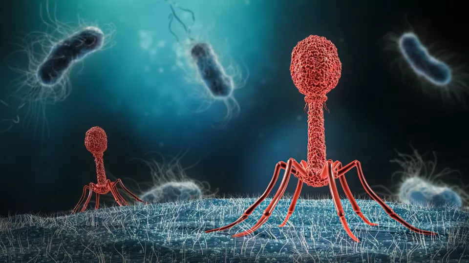 Illustration av bakteriofag som injicerar sitt DNA i bakterie. foto.