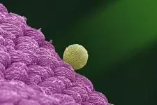 Mikroskopbild av ett runt pollen på ett blomblad. 