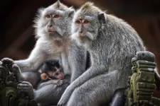 Två primater och en apunge sitter tillsammans och chillar. Foto.
