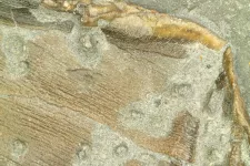 Närbild på fossil fena