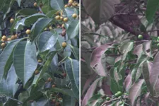 Två foton av samma lövverk. Till vänster såsom människor ser det, till höger ett foto som efterliknar hur fåglar ser det.