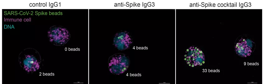 Bilderna visar hur immunceller (neutrofiler) kan fånga upp kulor med spike-protein från SARS CoV-2  mycket mer effektivt  när man tillsatt en cocktail av IgG3 antikroppar (se bilden längst till höger). ”Beads”, som används är små kulor där spike satts på för att efterlikna virusyta och en metod som forskarna använder för att studera bindning och funktion av antikroppar. Skalstreck 5 µm. foto. 