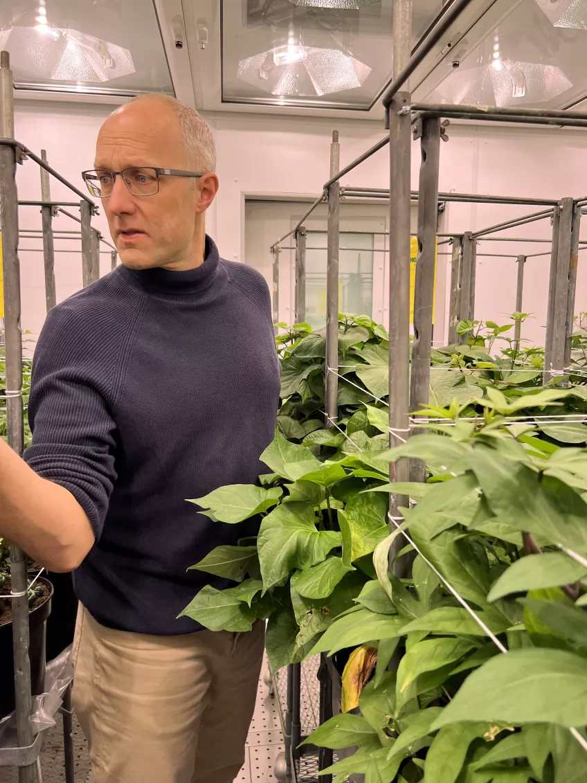 Dennis Eriksson bland sötpotatis-plantor.