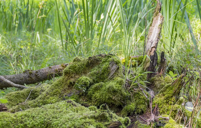 Skog. Foto: Mostphotos.