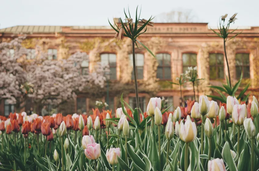 Universitetshuset i bakgrunden och vackra blommor i förgrunden