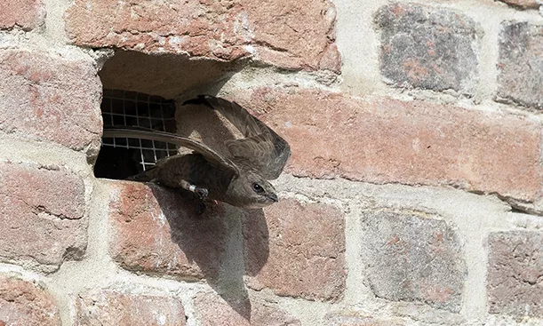Blek tornseglare flyger ut från hålrum i en vägg. 